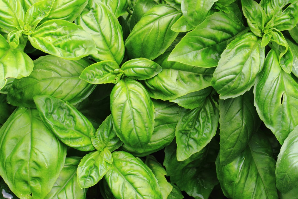 What Is Sweet Basil Essential Oil Good For