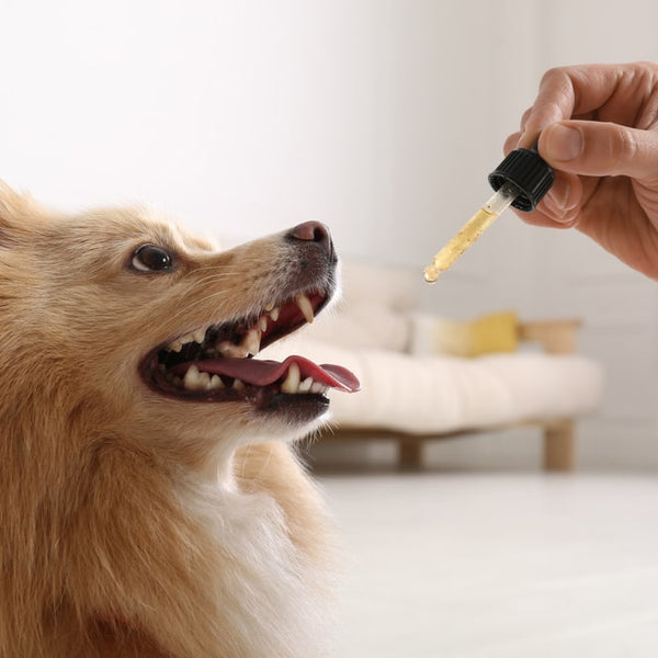 is essential oil safe for dogs