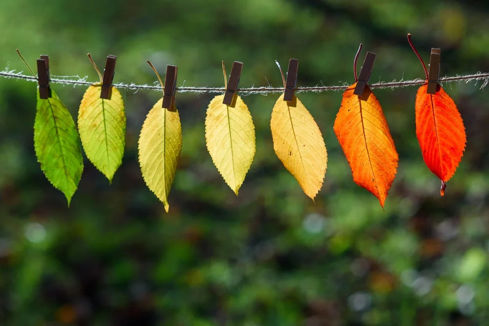 Scenting Early Autumn: Fall Diffuser Blends